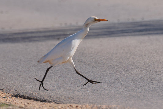 Western cattle Egret (Bubulcus ibis)