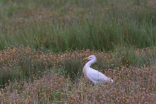 Western cattle Egret (Bubulcus ibis)