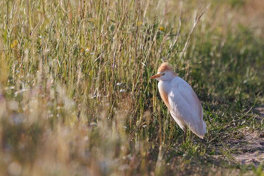 Western cattle Egret (Bubulcus ibis)