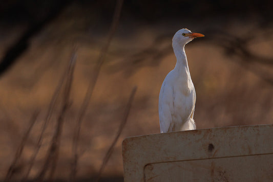 Western cattle Egret (Bubulcus ibis)