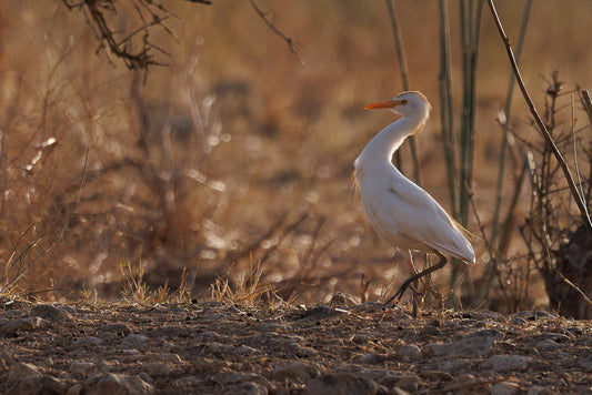 Western cattle Egret (Bubulcus ibis)