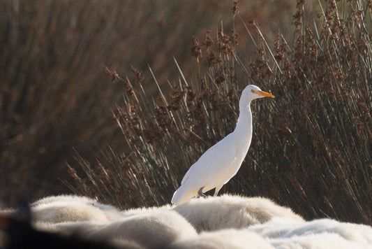 Western cattle Egret (Bubulcus ibis)