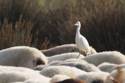Western cattle Egret (Bubulcus ibis)