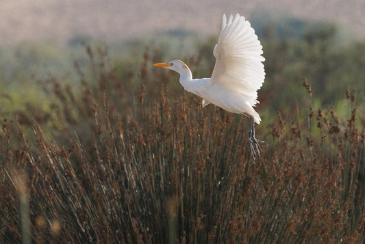 Western cattle Egret (Bubulcus ibis)